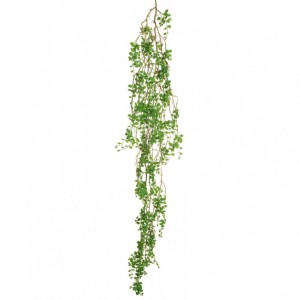 PEPEROMIA ramo cadente H180 CD - green *