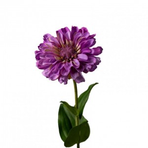 ZINNIA GIANT h60 cm ZI - lavender *