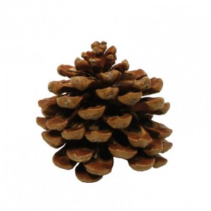 PIGNA PINEA 10pz - naturale