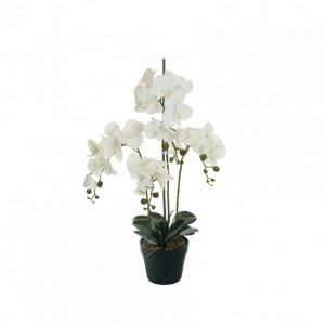 PIANTA ORCHIDEA H80 c/vaso PN - white *