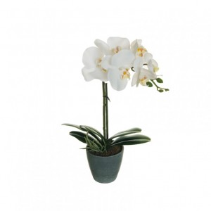 PIANTA ORCHIDEA H40 c/vaso PN -white*