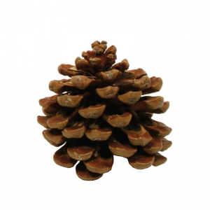 PIGNA PINEA 10pz - naturale