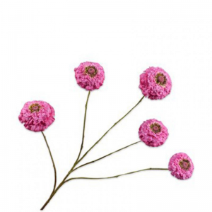 ZINNIA H91cm SI - lavender