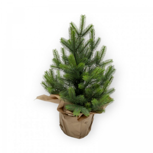 ALBERO NATALE c/vaso H50 - green