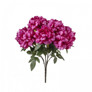 PEONIA mazzo H50 PE - beauty*