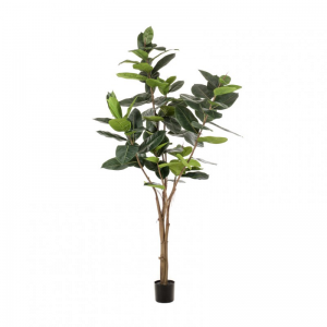 PIANTA FICUS H210CM PN *