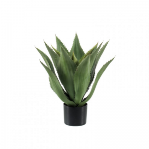 PIANTA AGAVE X15 H55CM PN *