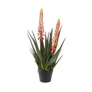 PIANTA ALOE 2 FIORI H80cm PN *