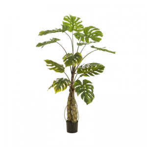 PIANTA MONSTERA H150CM PN *