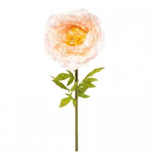 PEONIA GIANT H115cm PE - peach*