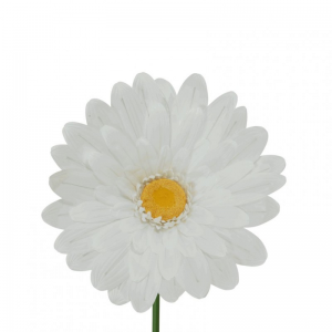 GERBERA GIGANTE D70 H150 - white