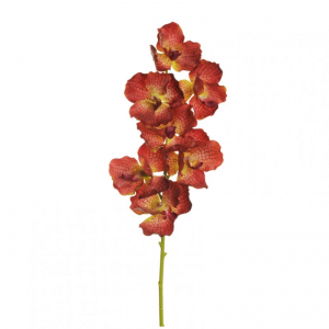 ORCHIDEA VANDA X7 H78 OR - brown red *