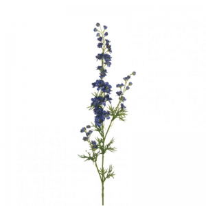 DELPHINIUM speronella X3 H86 DE-violet*